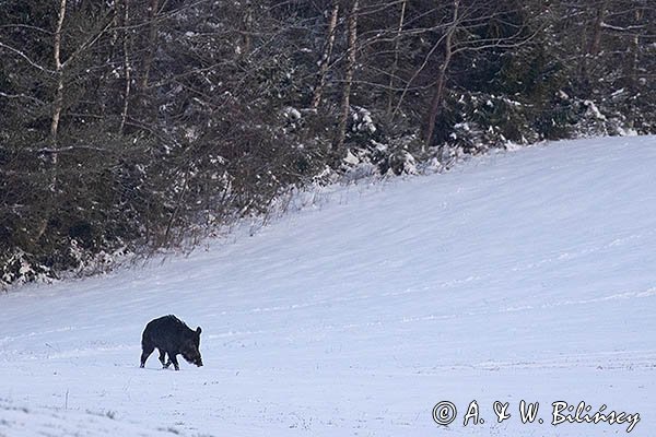 Dzik, sus scrofa