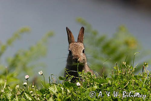 Królik europejski, królik dziki Oryctolagus cuniculus)