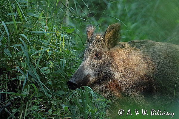 Dzik, sus scrofa, samica
