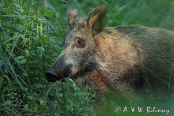 Dzik, Sus scrofa