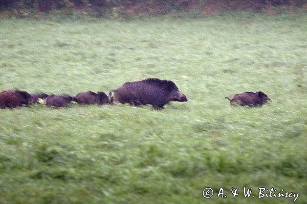 Dzik, Sus scrofa
