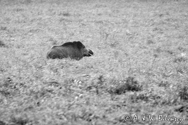 Dzik, Sus scrofa