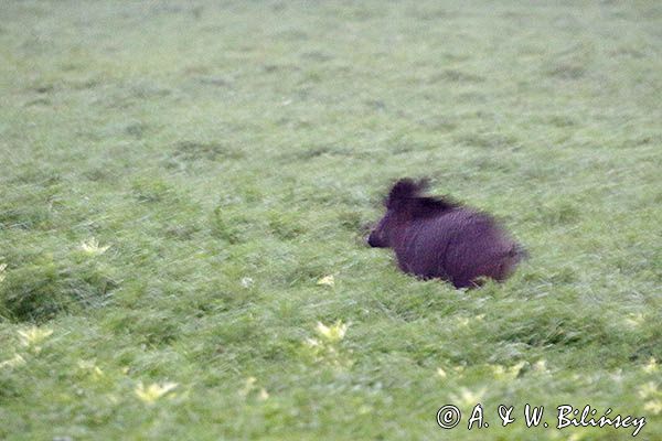 Dzik, Sus scrofa