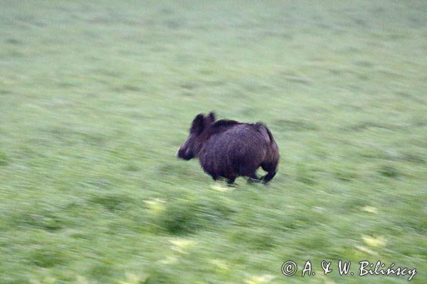 Dzik, Sus scrofa