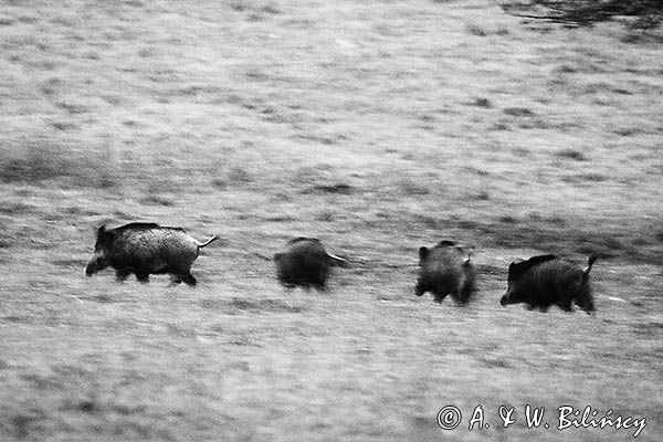Dzik, Sus scrofa