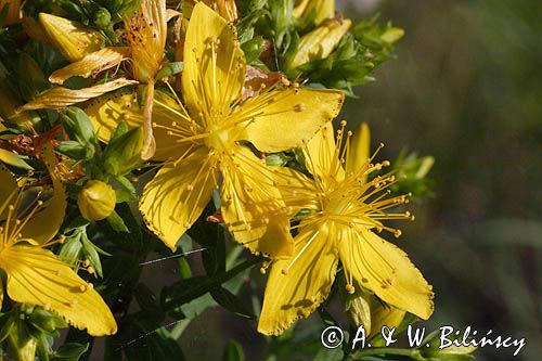 dziurawiec zwyczajny Hypericum perforatum L.) ,