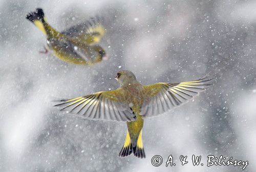 dzwońce w locie, dzwoniec Carduelis chloris