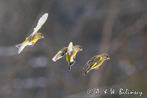 dzwoniec Carduelis chloris