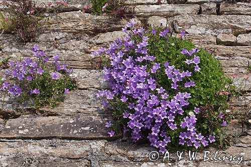 dzwonek dalmatyński Campanula portenschlagiana