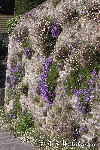 dzwonek dalmatyński Campanula portenschlagiana