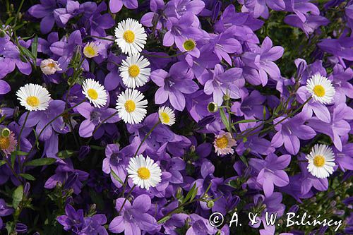 dzwonek dalmatyński Campanula portenschlagiana i stokrotki