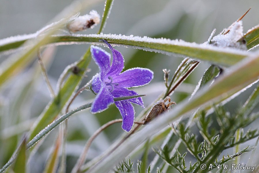 oszroniony dzwonek rozpierzchły, Campanula patula na jesiennej łące