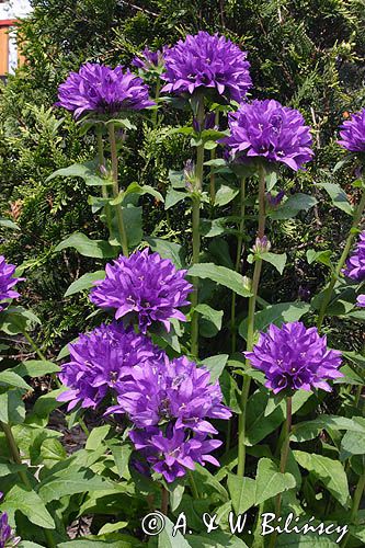 Campanula glomerata dzwonek skupiony) , odmiana ogrodowa