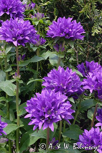 Campanula glomerata dzwonek skupiony) , odmiana ogrodowa