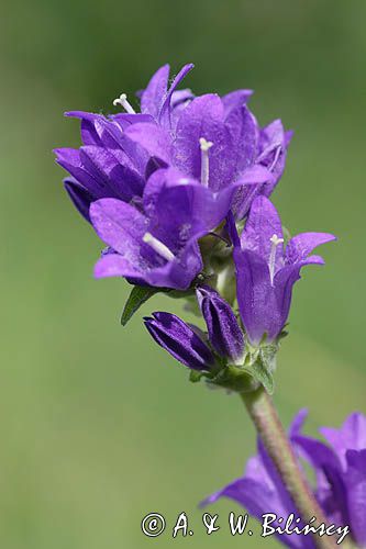 Campanula glomerata dzwonek skupiony) , Ponidzie rezerwat 'Grabowiec'