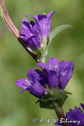 Campanula glomerata dzwonek skupiony) , Ponidzie rezerwat 'Grabowiec'