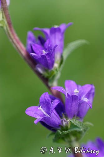 Campanula glomerata dzwonek skupiony) , Ponidzie rezerwat 'Grabowiec'