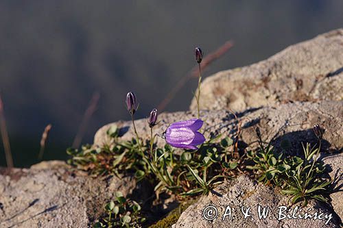 Dzwonek wąskolistny Campanula polymorpha) , Campanula kladniana) Tarnica, Bieszczady