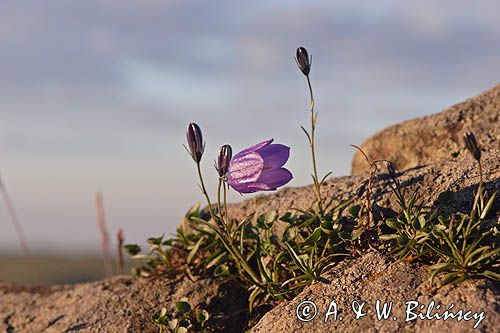 Dzwonek wąskolistny Campanula polymorpha) , Campanula kladniana) Tarnica, Bieszczady