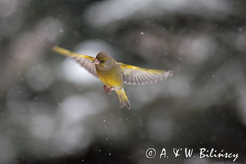 dzwoniec Carduelis chloris