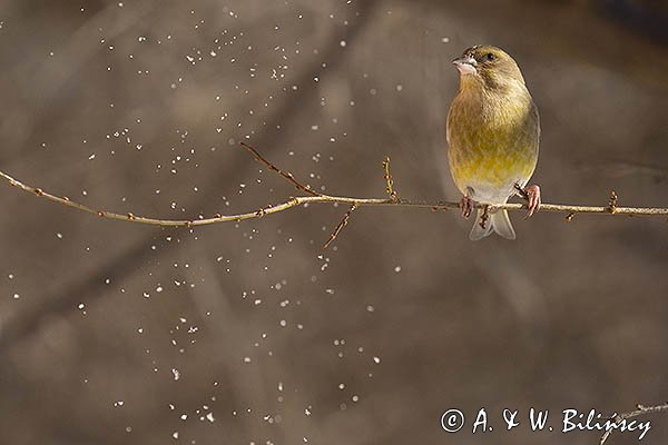 Dzwoniec Carduelis chloris