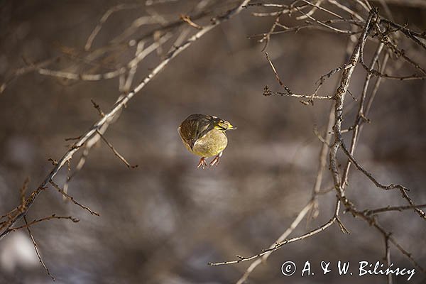 Dzwoniec Carduelis chloris