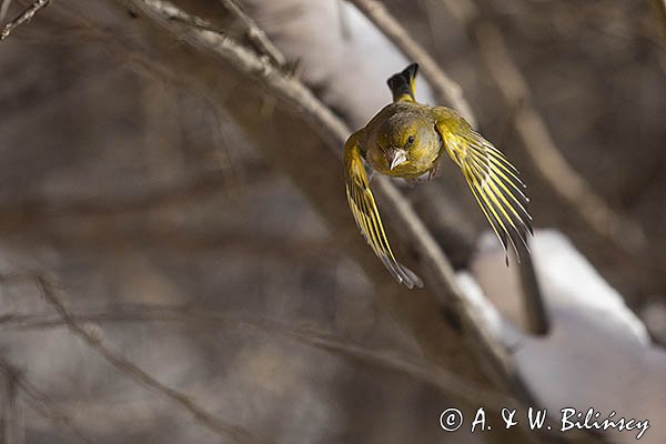 Dzwoniec Carduelis chloris