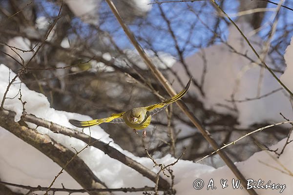 Dzwoniec Carduelis chloris