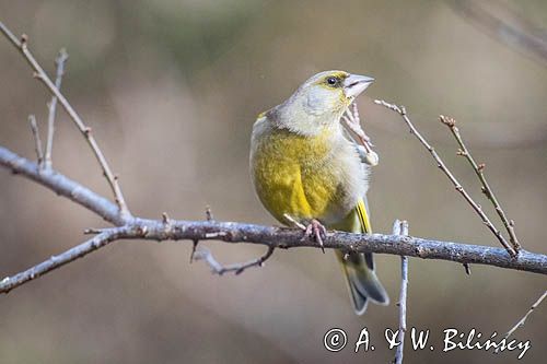 dzwoniec Carduelis chloris