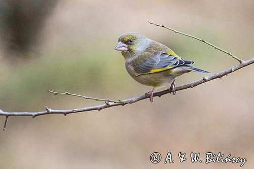 dzwoniec Carduelis chloris