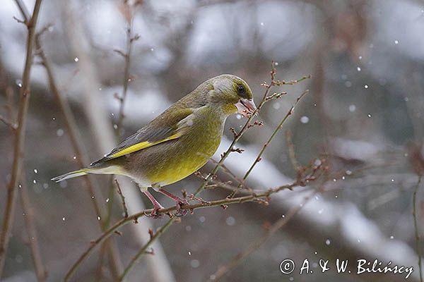 dzwoniec Carduelis chloris zajadajacy pączki