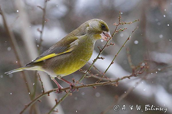 dzwoniec Carduelis chloris zajadajacy pączki