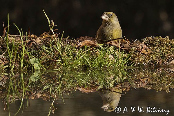 Dzwoniec Carduelis chloris