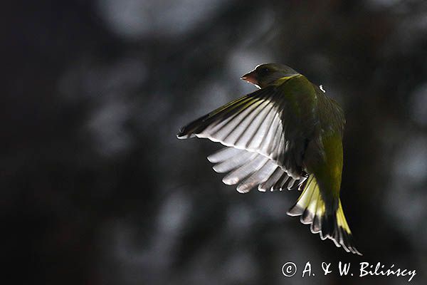 dzwoniec Carduelis chloris