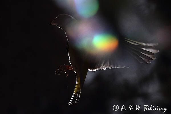 dzwoniec Carduelis chloris