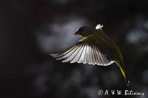 dzwoniec Carduelis chloris