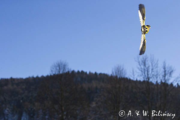 dzwoniec Carduelis chloris