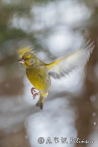 dzwoniec Carduelis chloris