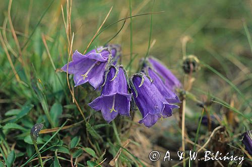 Dzwonek alpejski campanula)