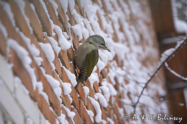 Dzięcioł zielonosiwy, Picus canus, samica