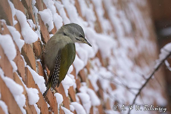 Dzięcioł zielonosiwy, Picus canus, samica