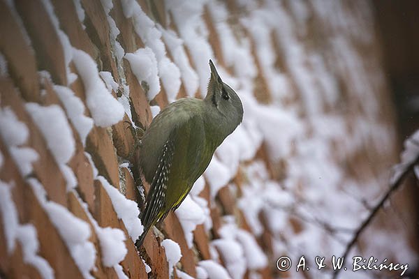 Dzięcioł zielonosiwy, Picus canus, samica
