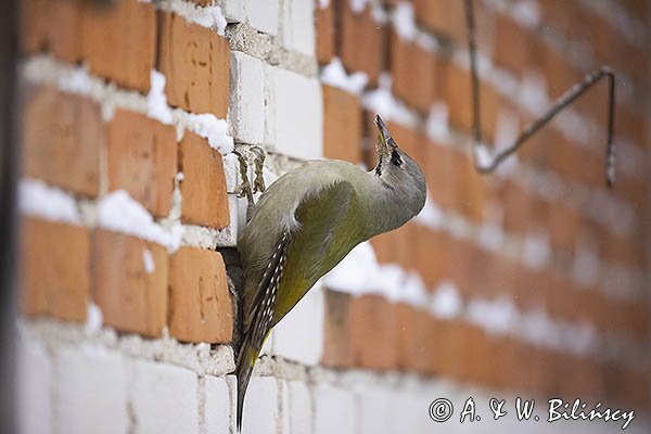 Dzięcioł zielonosiwy, Picus canus, samica