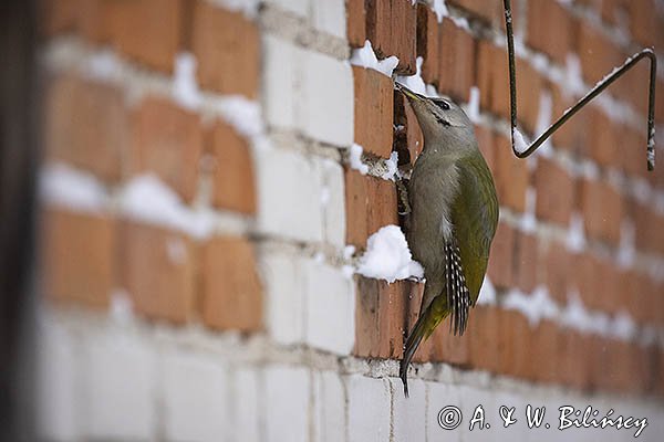 Dzięcioł zielonosiwy, Picus canus, samica