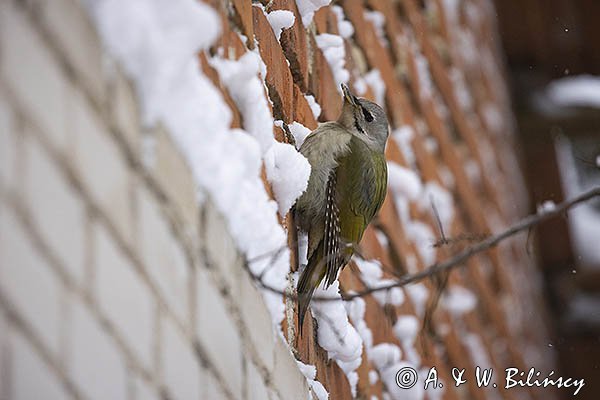 Dzięcioł zielonosiwy, Picus canus, samica