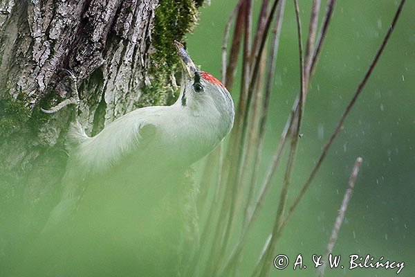 Dzięcioł zielonosiwy, Picus canus