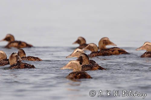 Edredony, Somateria mollissima, samica