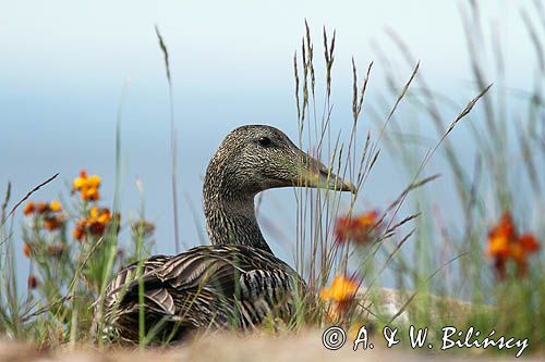 Edredon, samica, Common Eider, female Somateria mollissima, fot A&W Bilińscy, bank zdjęć