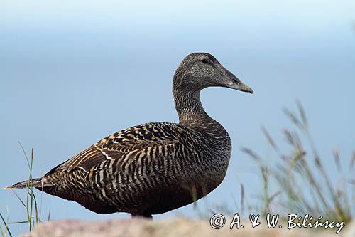 Edredon, Somateria mollissima, samica