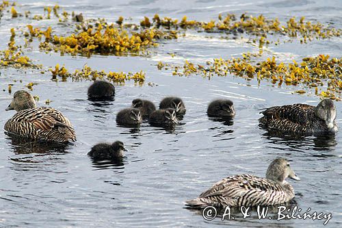 Edredony, Common eiders, fot A&W Bilińscy bank zdjęć